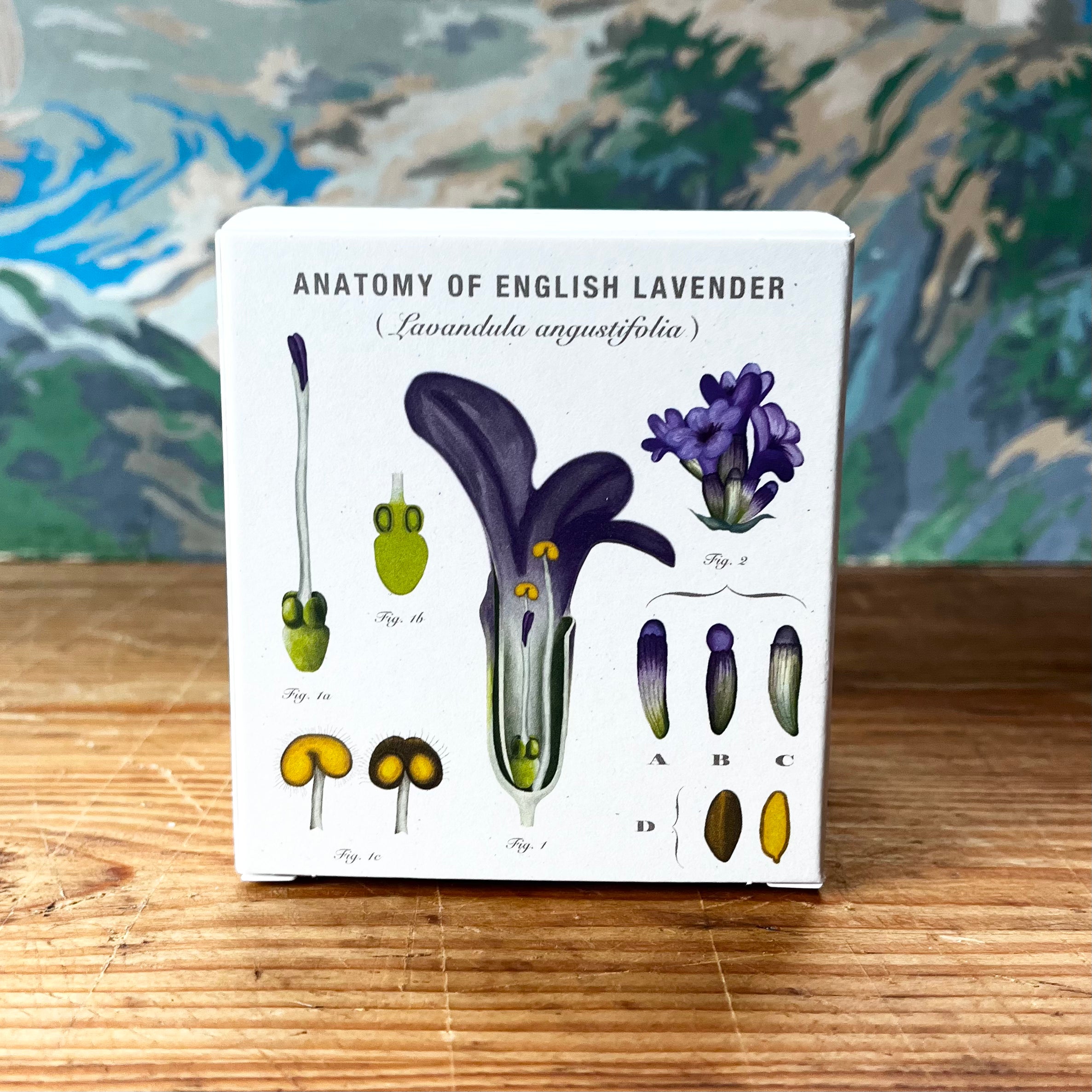 PLANT THE BOX  Candle