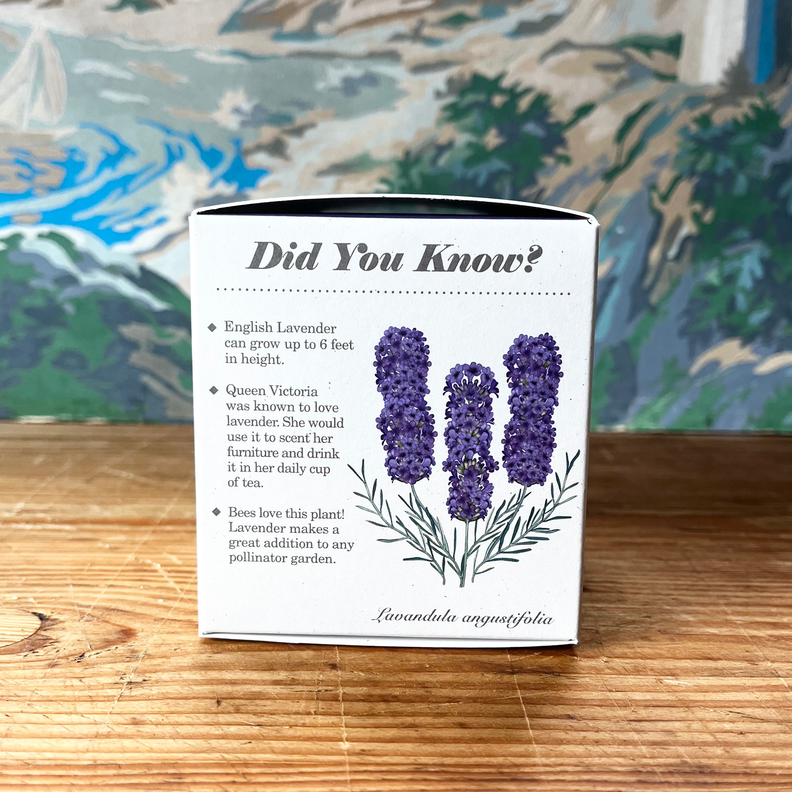 PLANT THE BOX  Candle