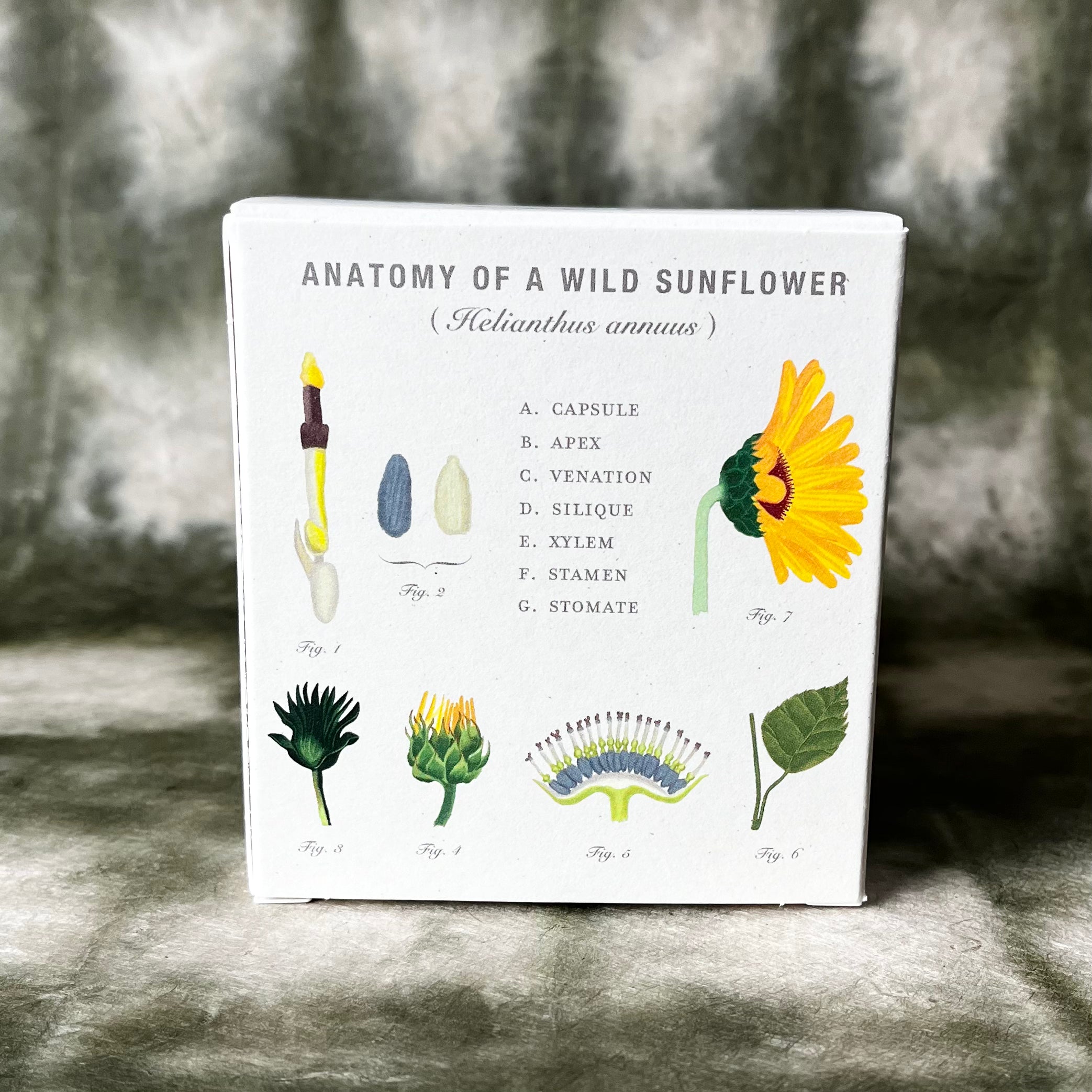 PLANT THE BOX : Sunflower