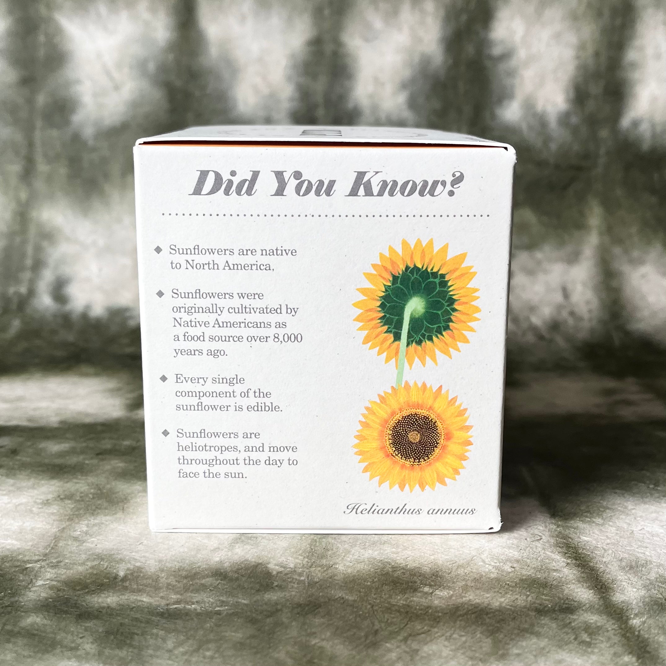 PLANT THE BOX : Sunflower