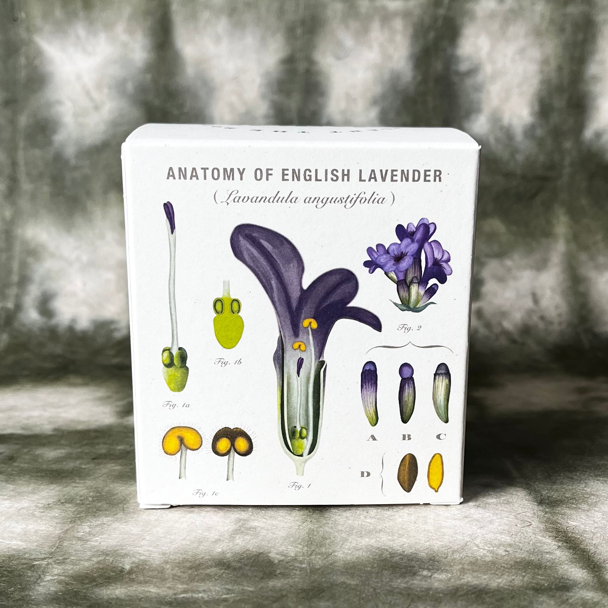 PLANT THE BOX  Candle : Lavender