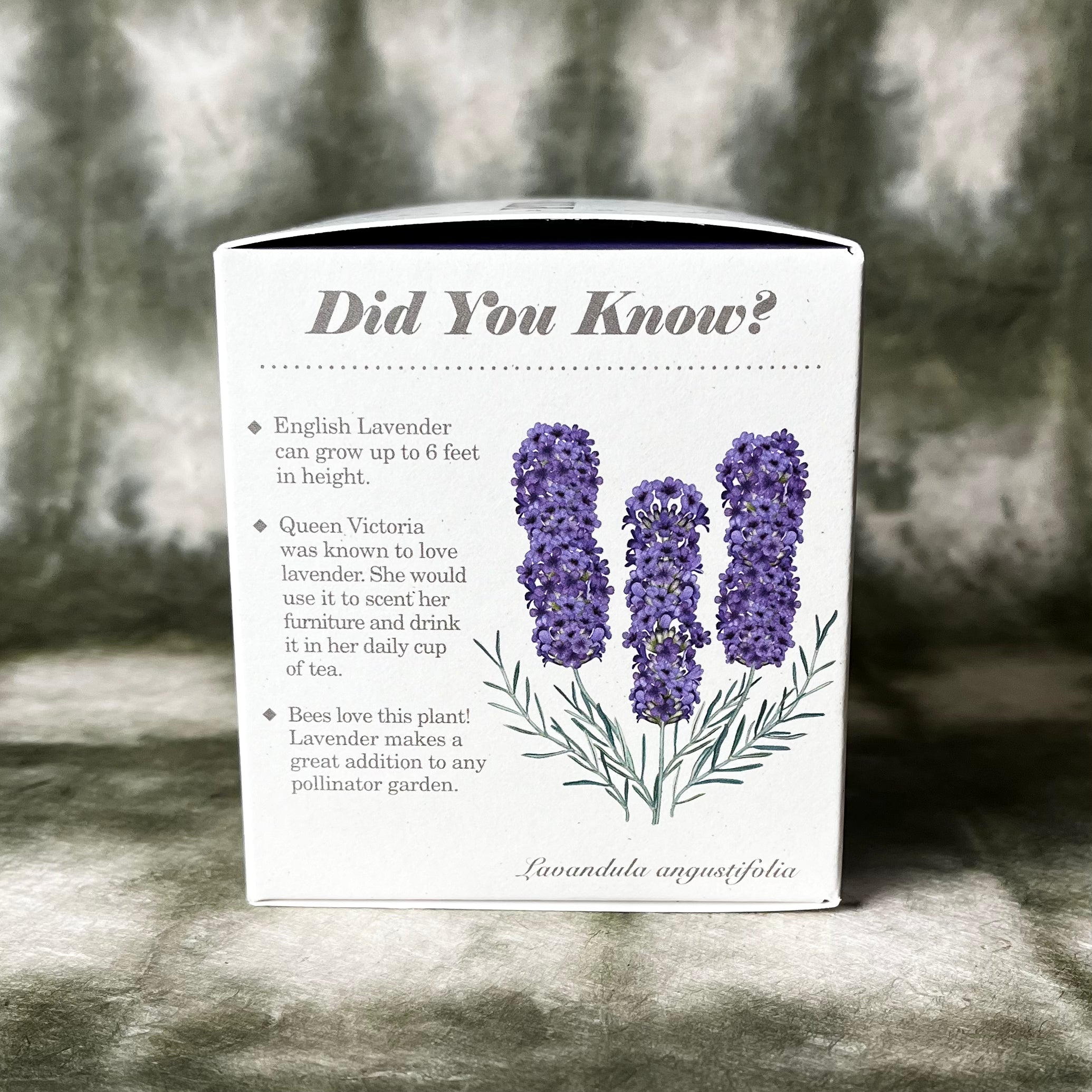 PLANT THE BOX  Candle : Lavender